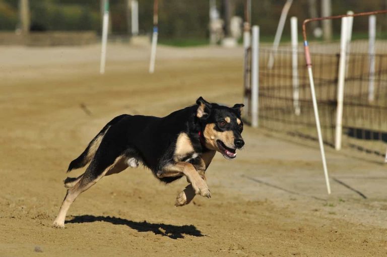 fast-dog-running