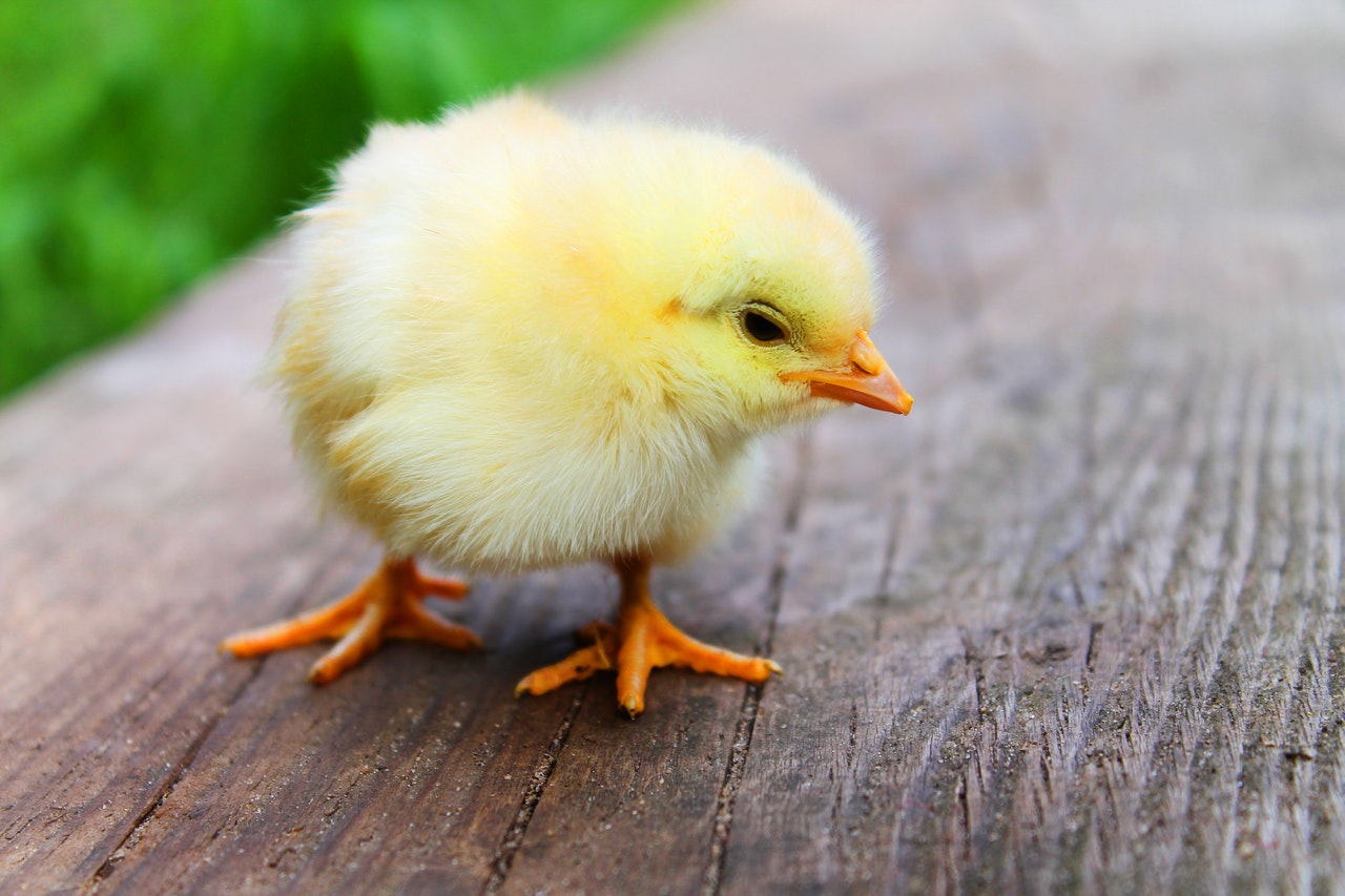 animal-easter-chick-chicken-5145
